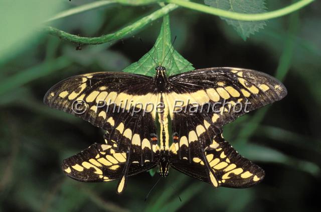 papilio thoas.JPG - Accouplement de Papilio thoasThoas swallowtailLepidoptera, PapilionidaeSerre à papillons, France